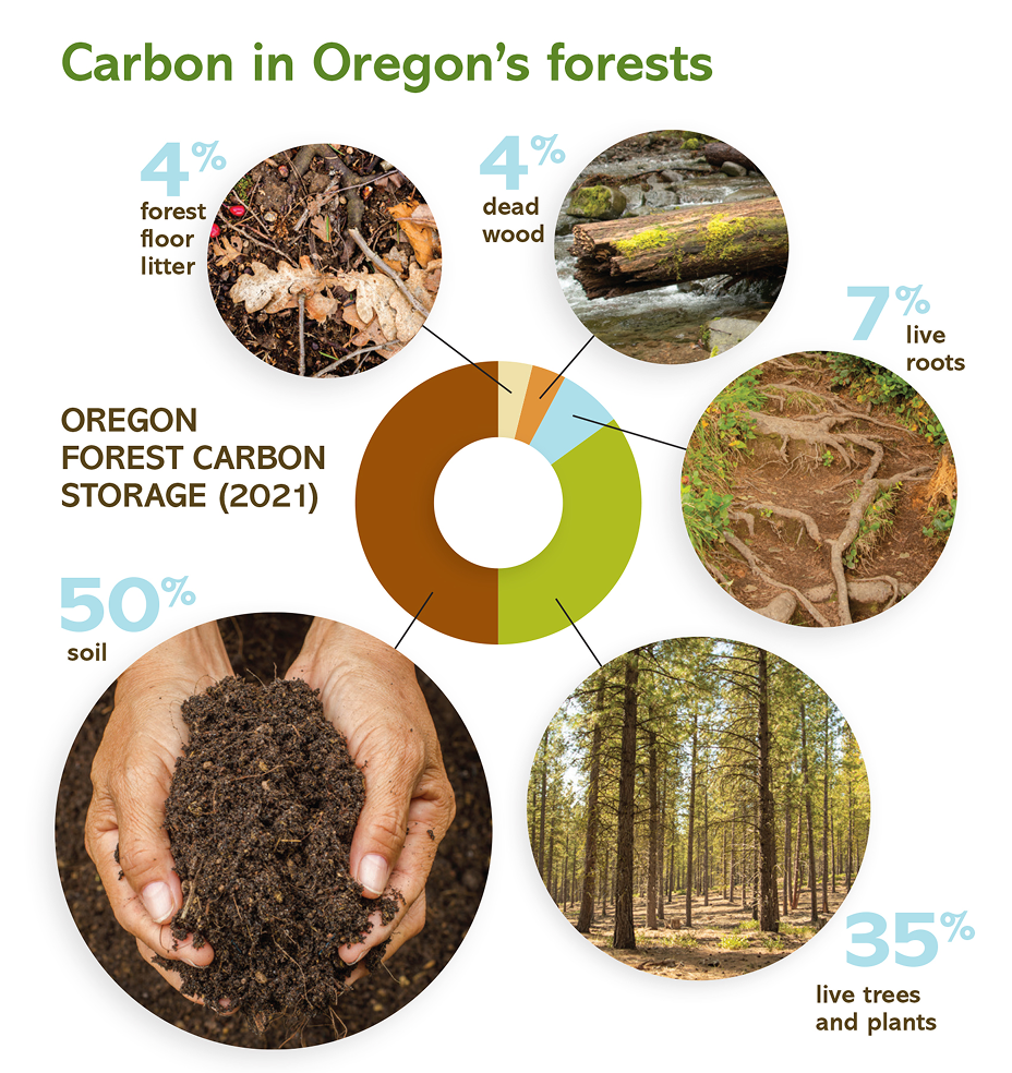 Infographic displaying Oregon's forest carbon storage distribution in 2021, with 50% in soil, 35% in live trees and plants, and smaller percentages in roots, dead wood, and forest floor litter.